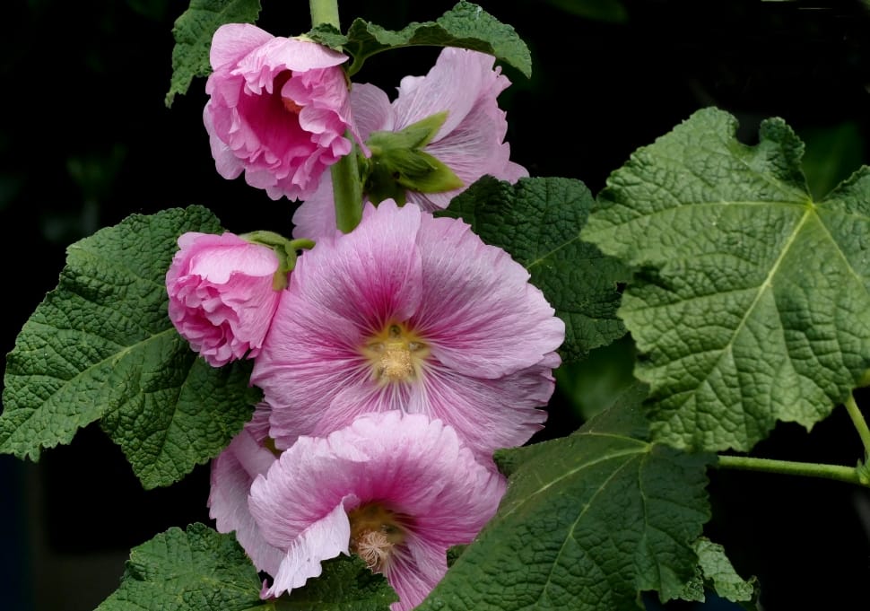 Hollyhock preview