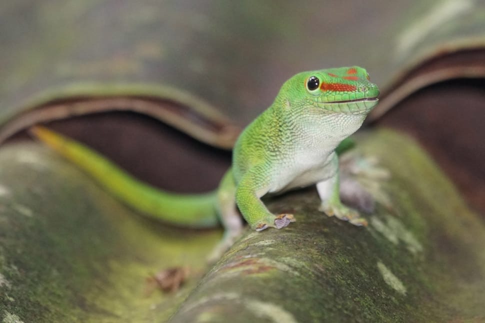 green crested lizard preview