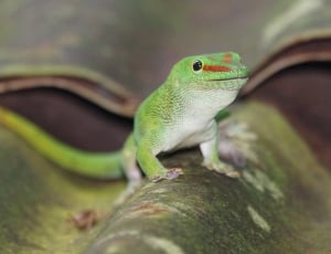 green crested lizard thumbnail