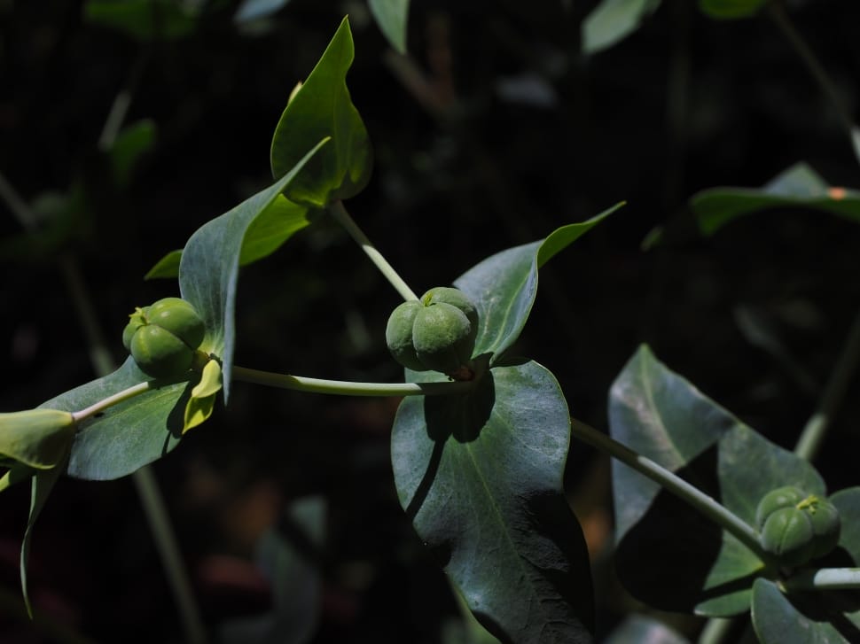 green leaf tree preview