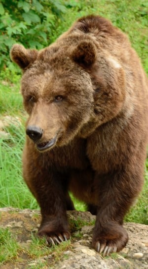 brown grizzle bear thumbnail