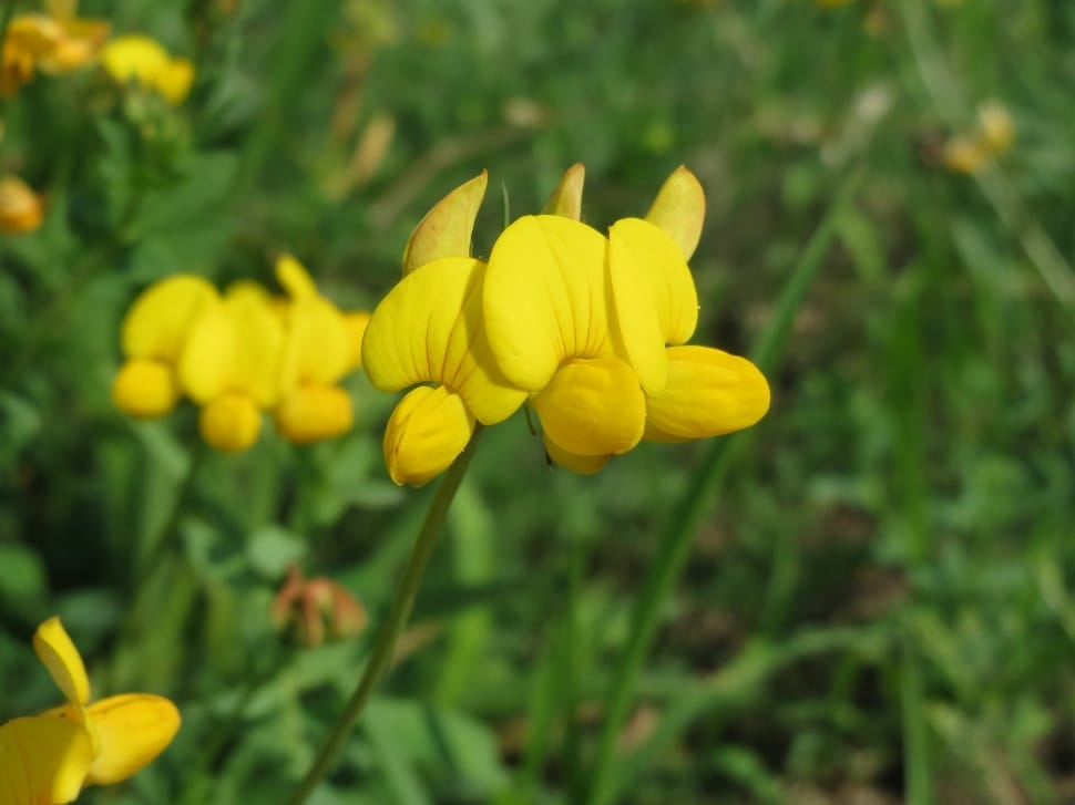 yellow pea flower preview