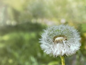 close-up photo of dandelion flower thumbnail
