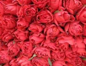 Flowers, Beautiful, Spring, Roses, Red, rose - flower, full frame thumbnail
