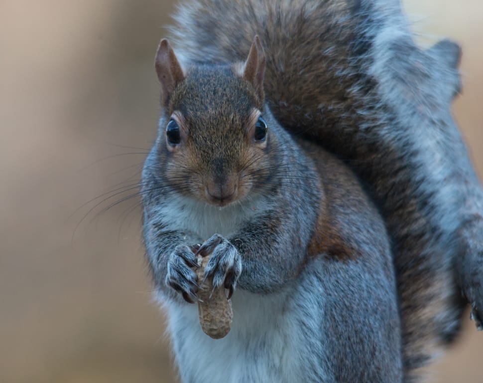 grey and brown squirrel preview