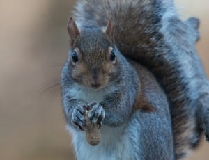 grey and brown squirrel thumbnail