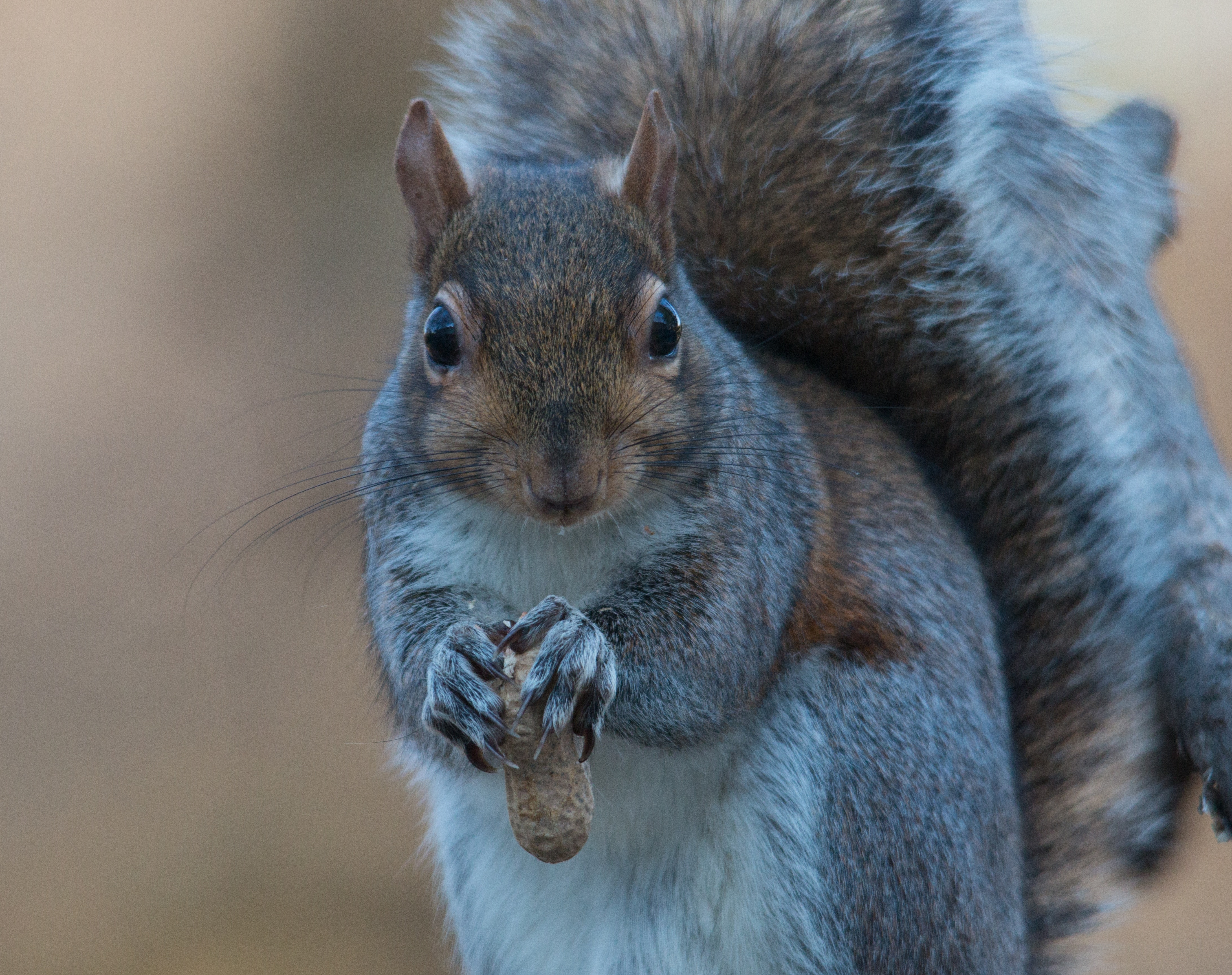 grey and brown squirrel