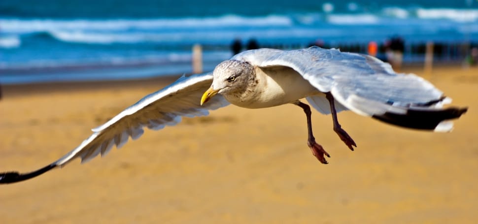 white and gray long legged bird preview