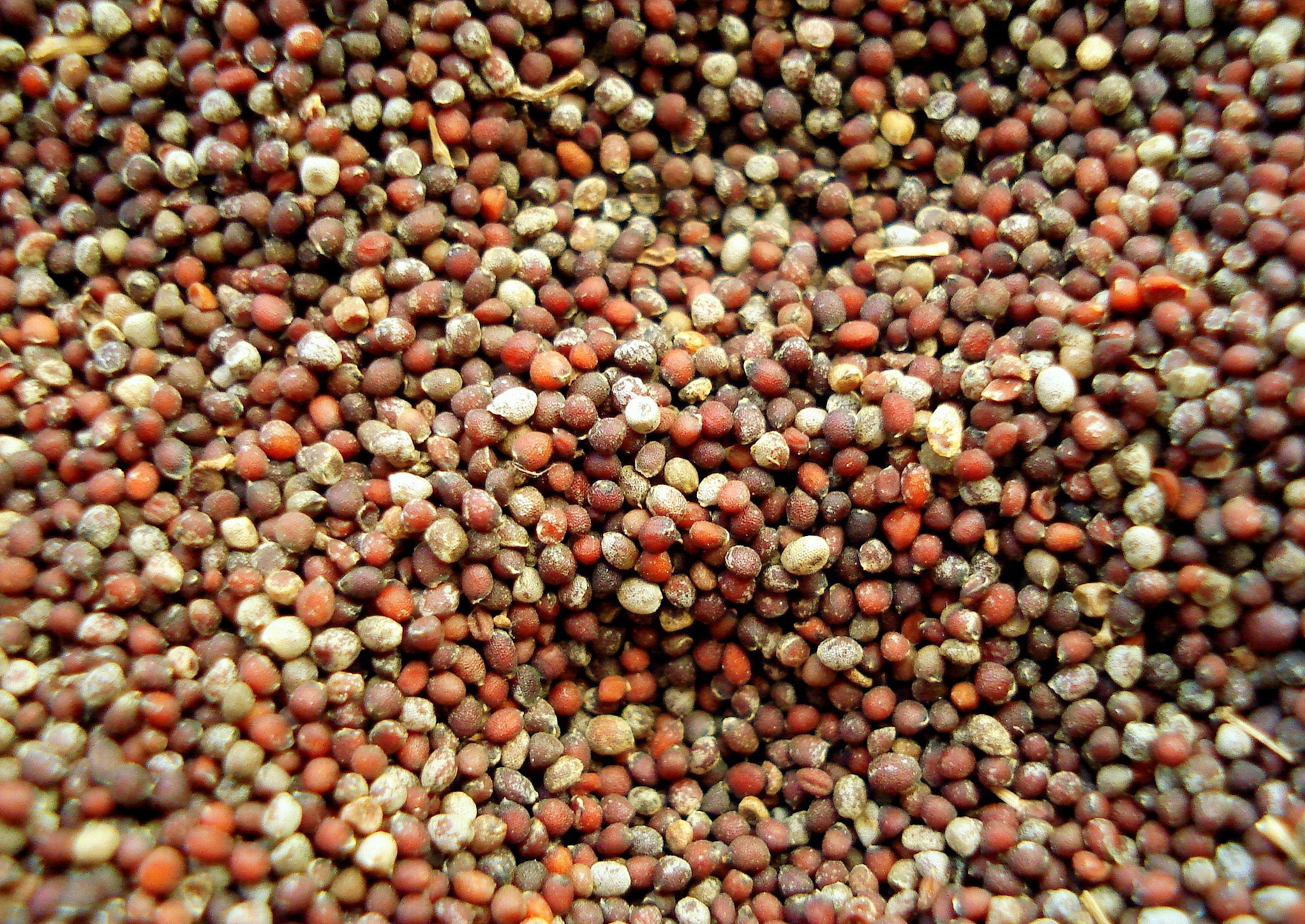 brown bean lot