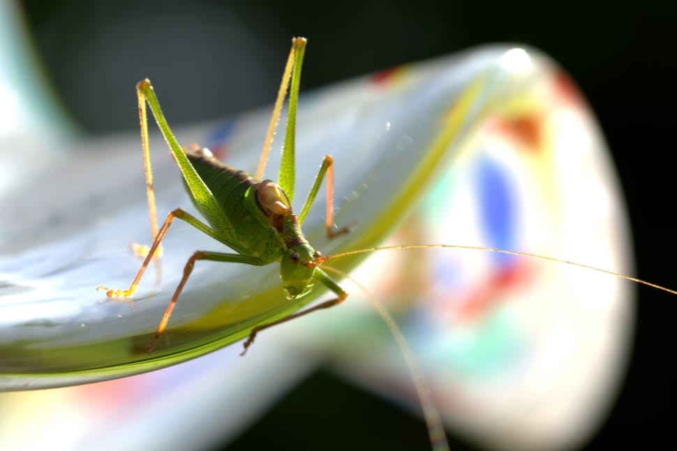 Nature, Close, Grasshopper, Green, animal themes, insect preview