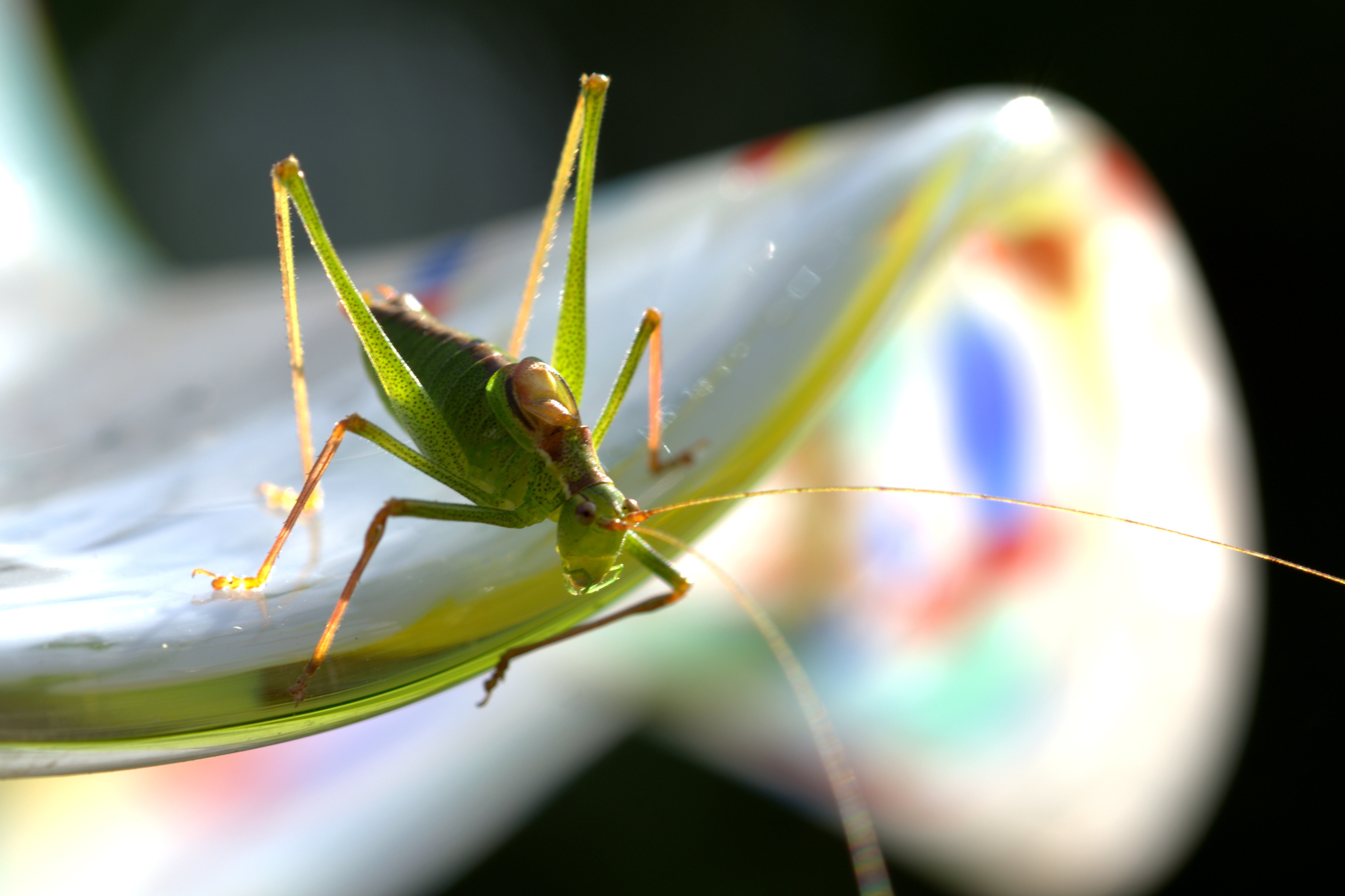 Nature, Close, Grasshopper, Green, animal themes, insect