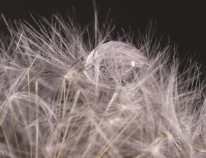 micro photography of white dandelion thumbnail