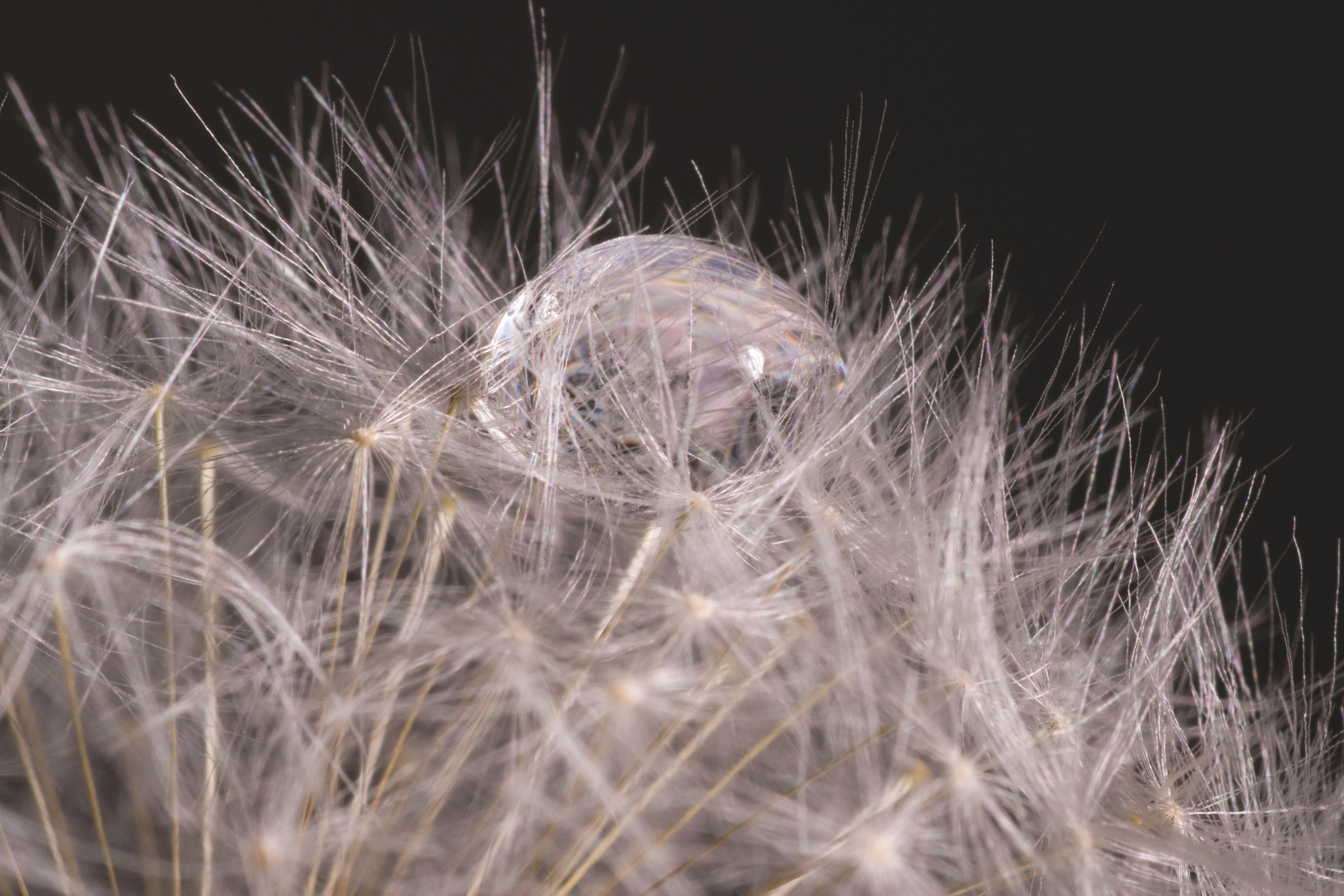 micro photography of white dandelion