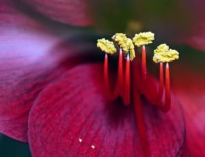 red hibiscus thumbnail
