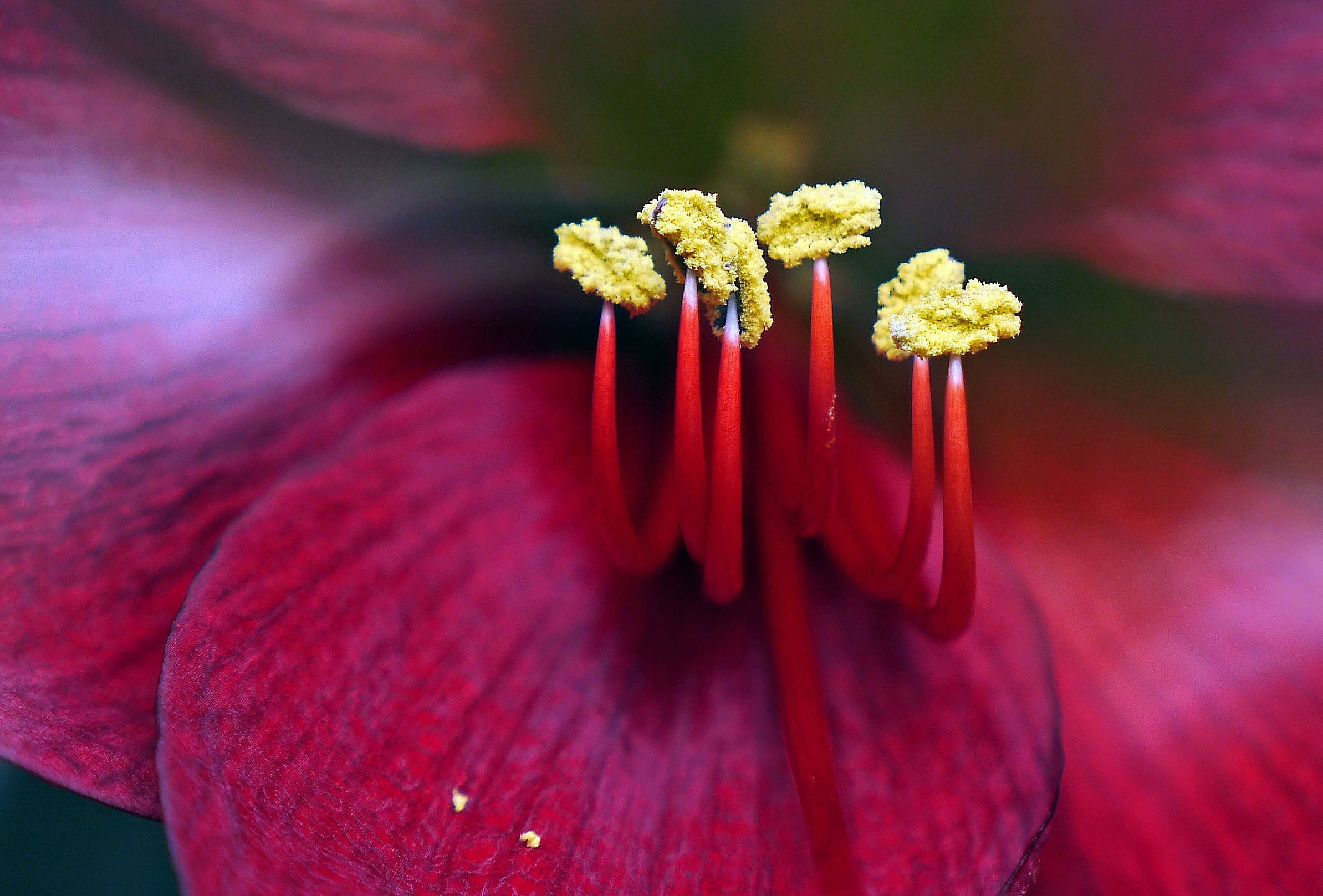 red hibiscus