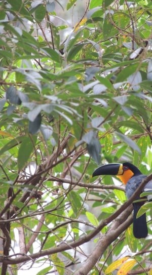 orange and black long beak bird thumbnail