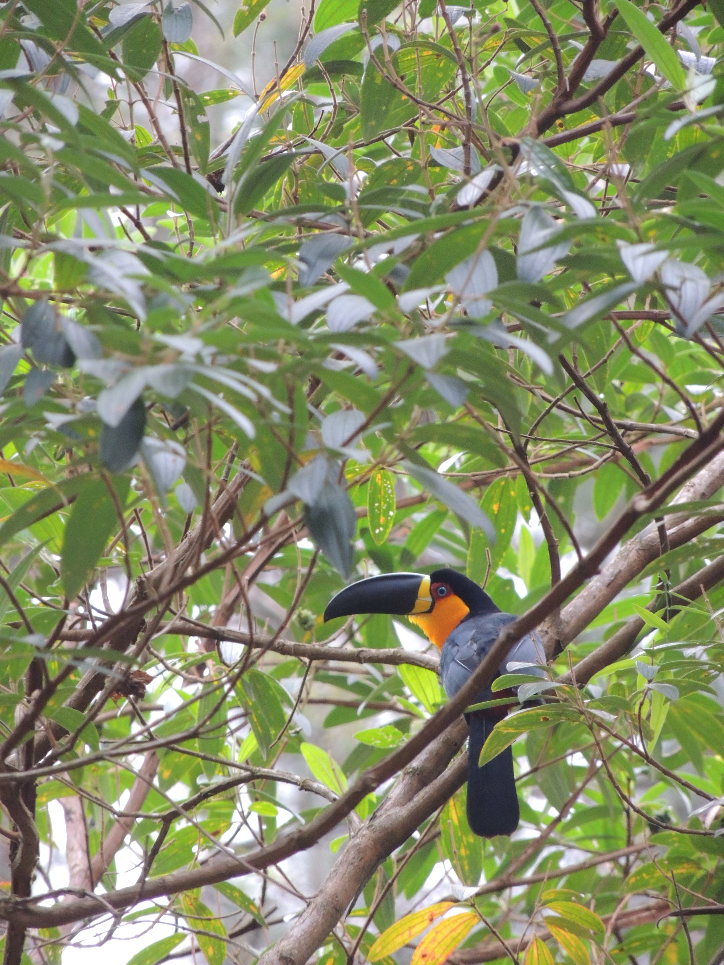 orange and black long beak bird