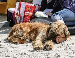 tan and beige long coat dog lying on persons feet thumbnail