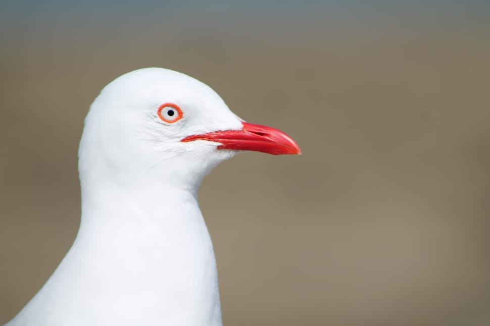 white seagull preview