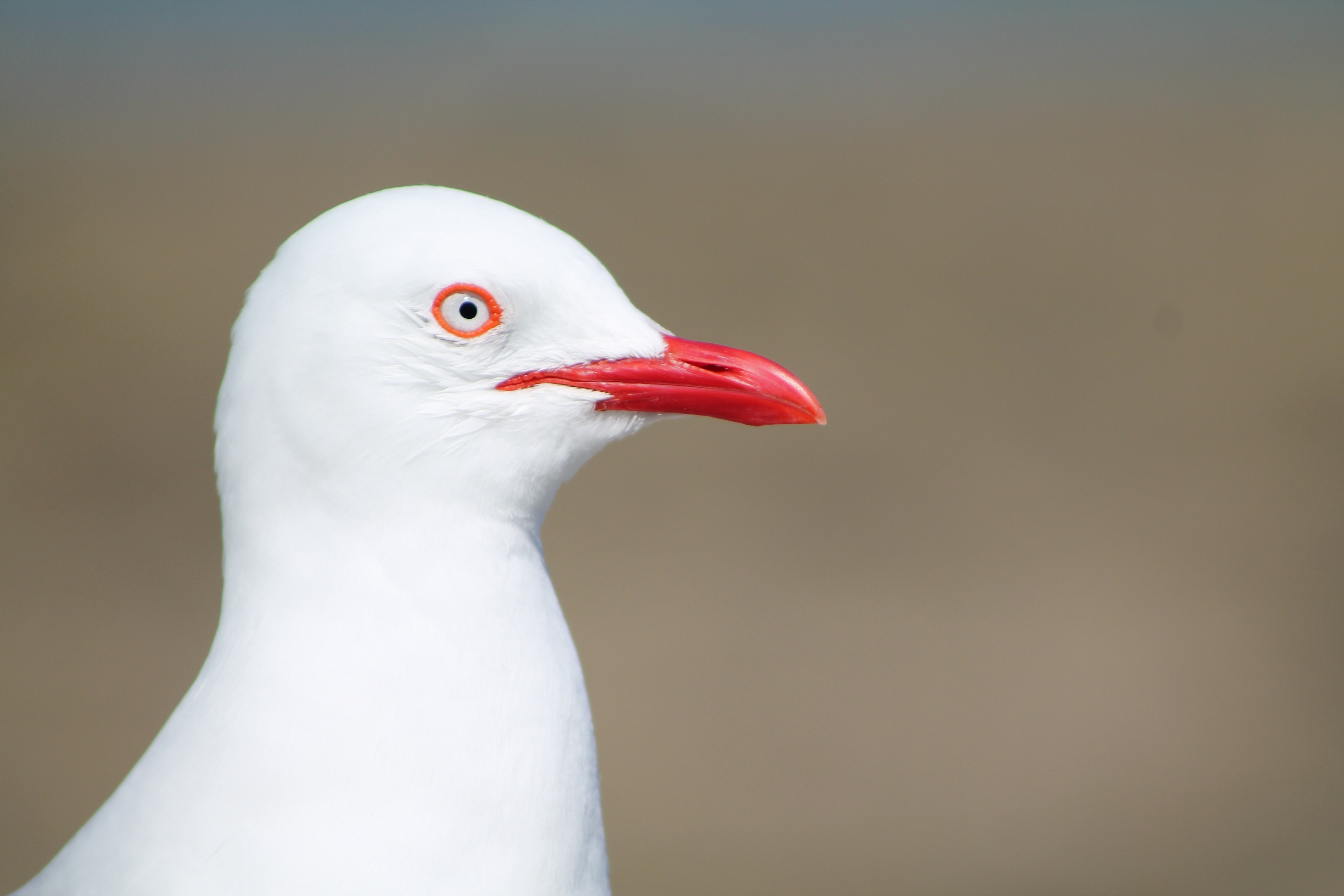 white seagull