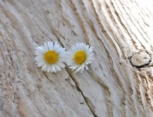 2 white daisy flower thumbnail