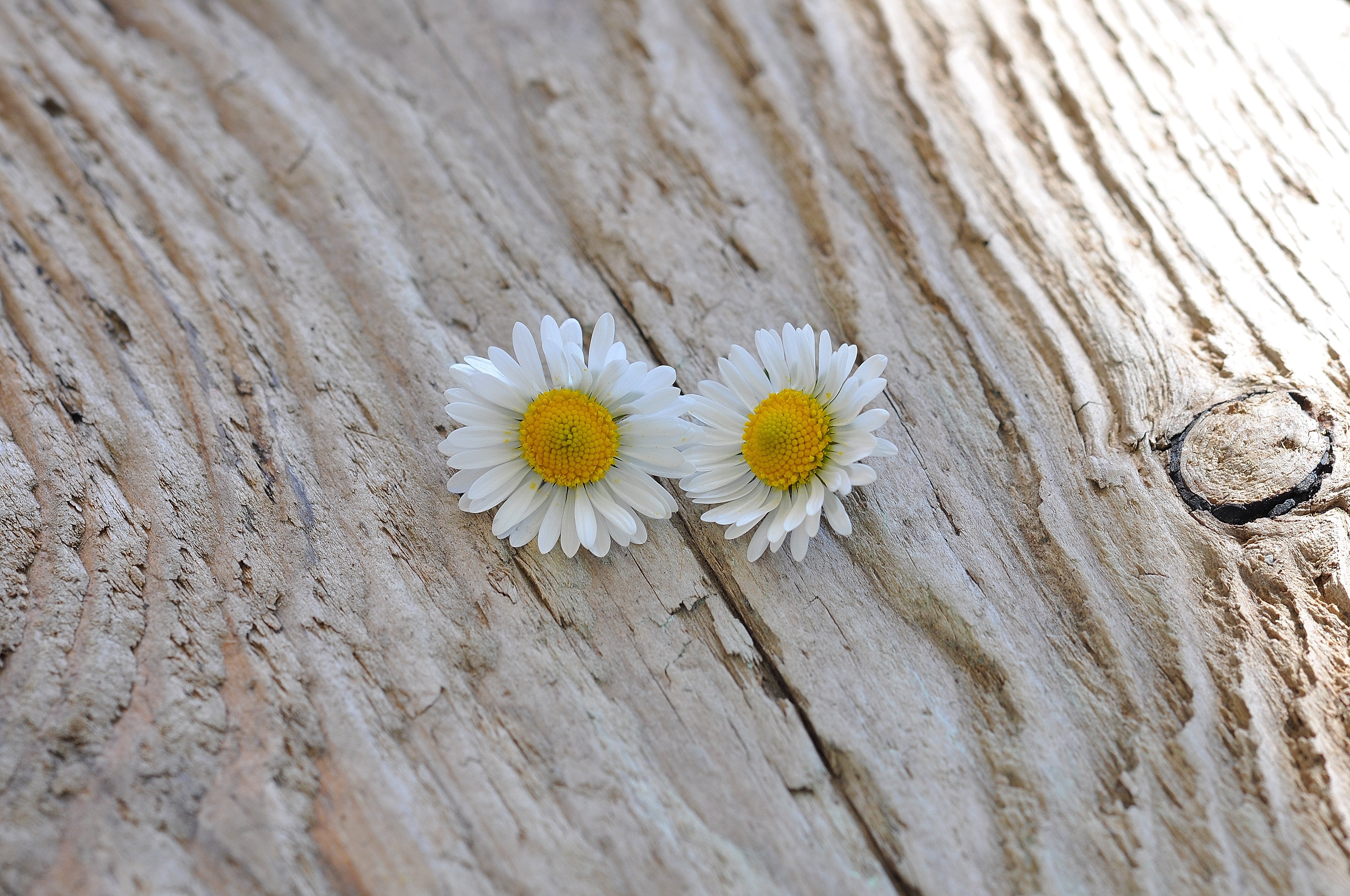 2 white daisy flower
