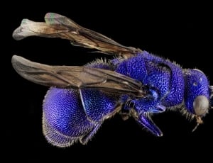 blue and black bee thumbnail