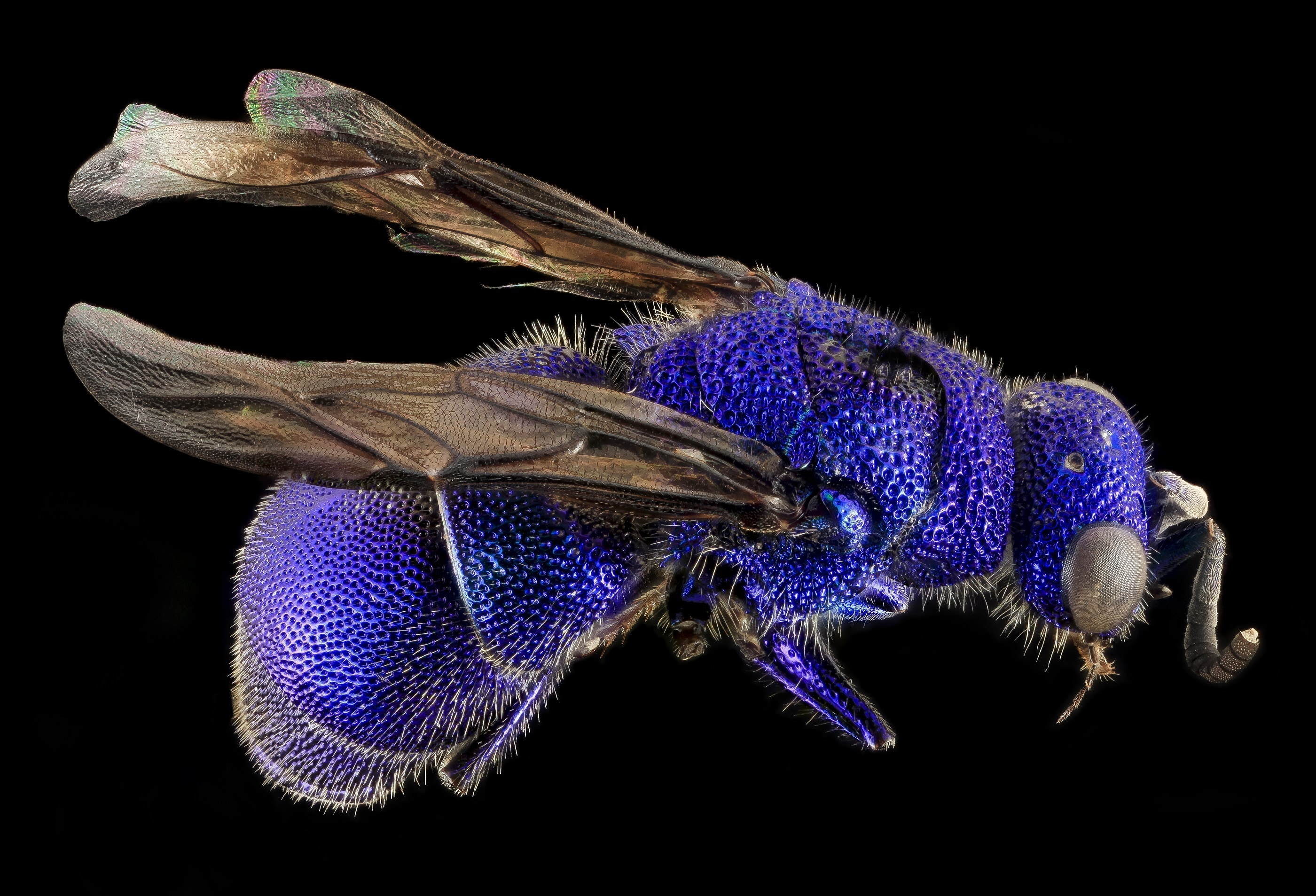 blue and black bee
