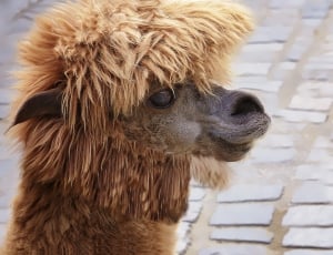 closeup photo of beige and brown llama thumbnail