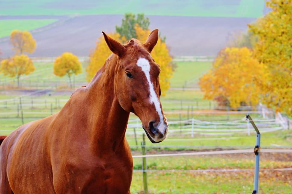 Brown, Animal, Ride, Horse, Reiterhof, horse, mammal preview