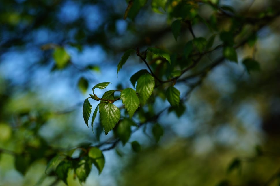 green leafed tree preview