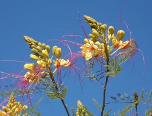 Exotic, Flowers, Sky, Spinning Flowers, blue, sky thumbnail