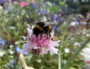 bumble bee in pink petaled flower thumbnail