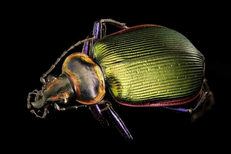green and black beetle insect preview