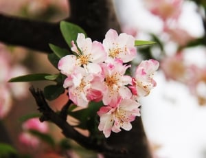 pink and white apple blossoms thumbnail