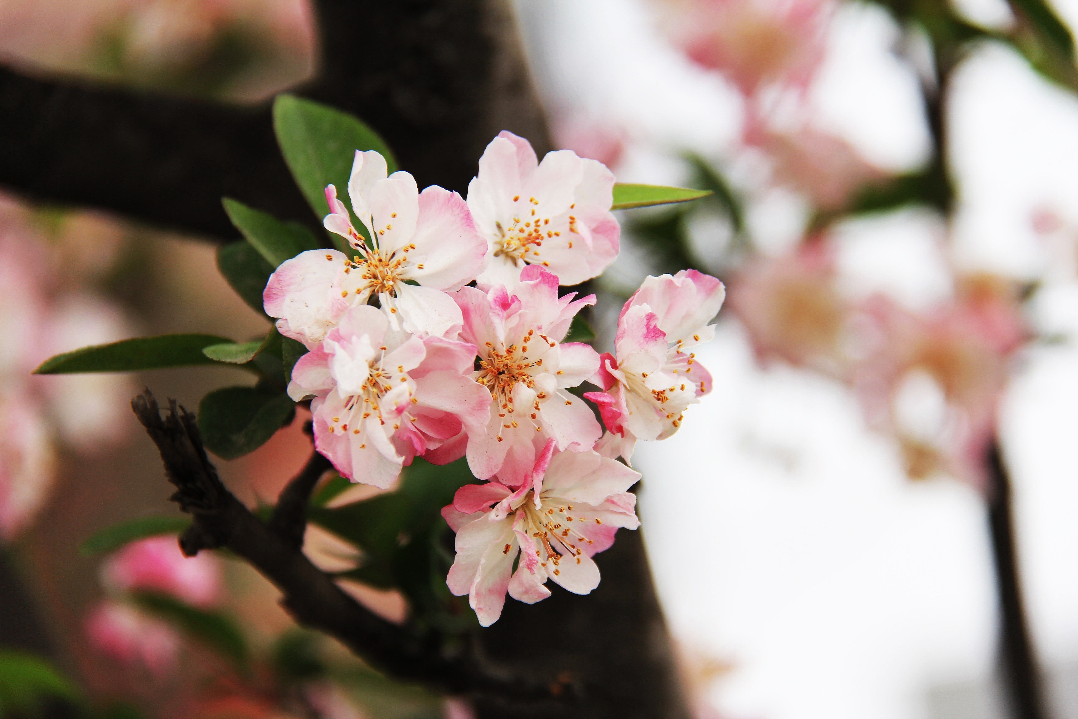 pink and white apple blossoms