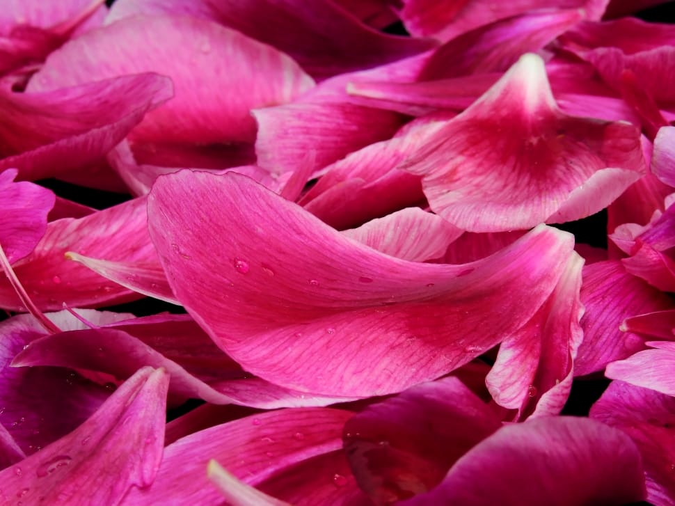 pink petals preview