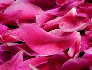 pink petals thumbnail