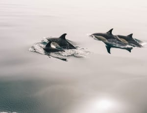 4 dolphins thumbnail