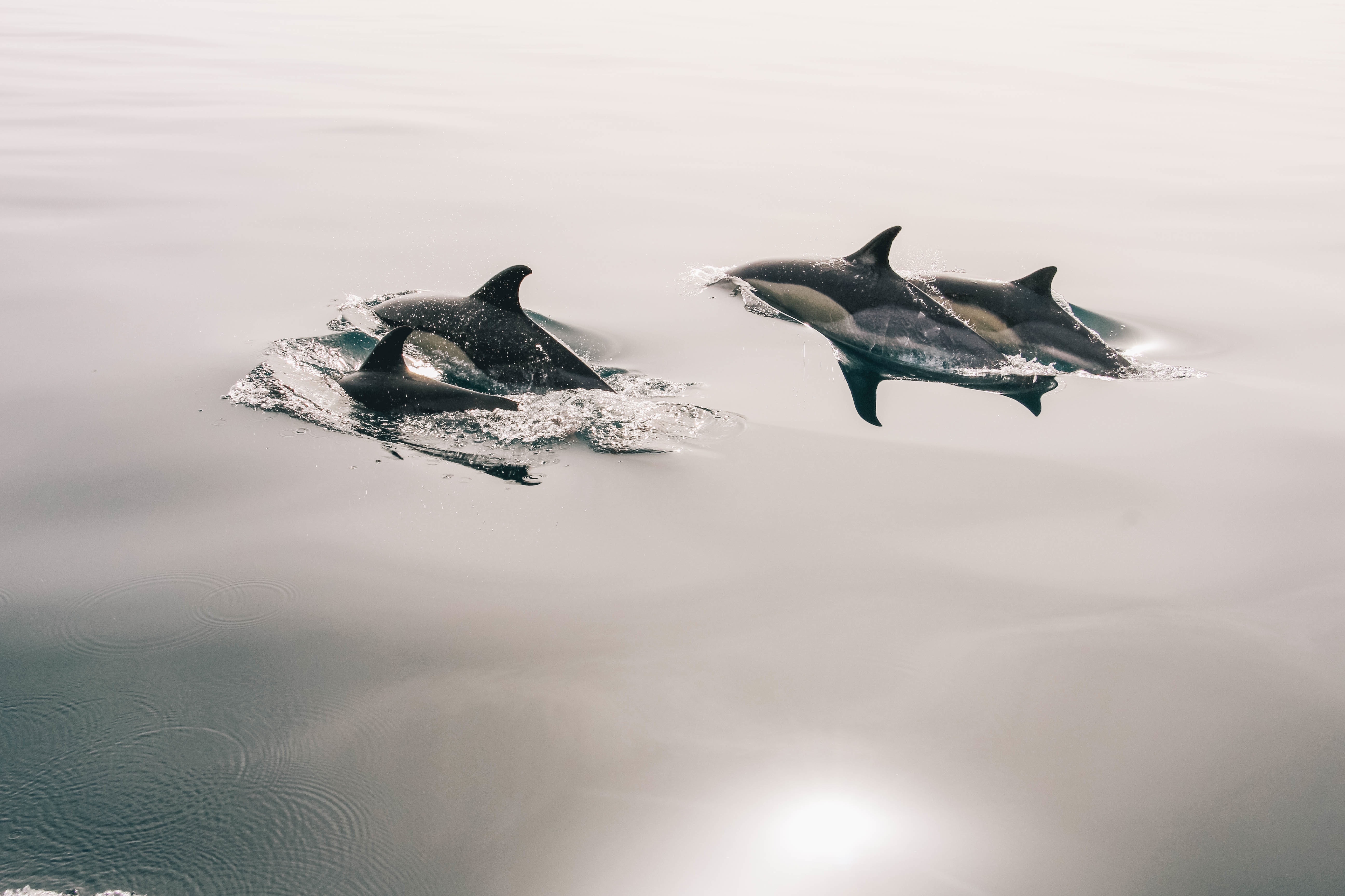 4 dolphins