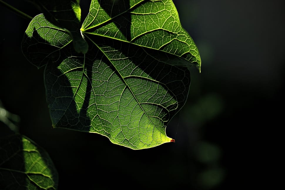 selective photography of green leaf plant preview