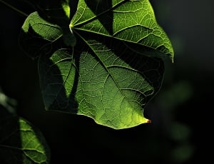 selective photography of green leaf plant thumbnail