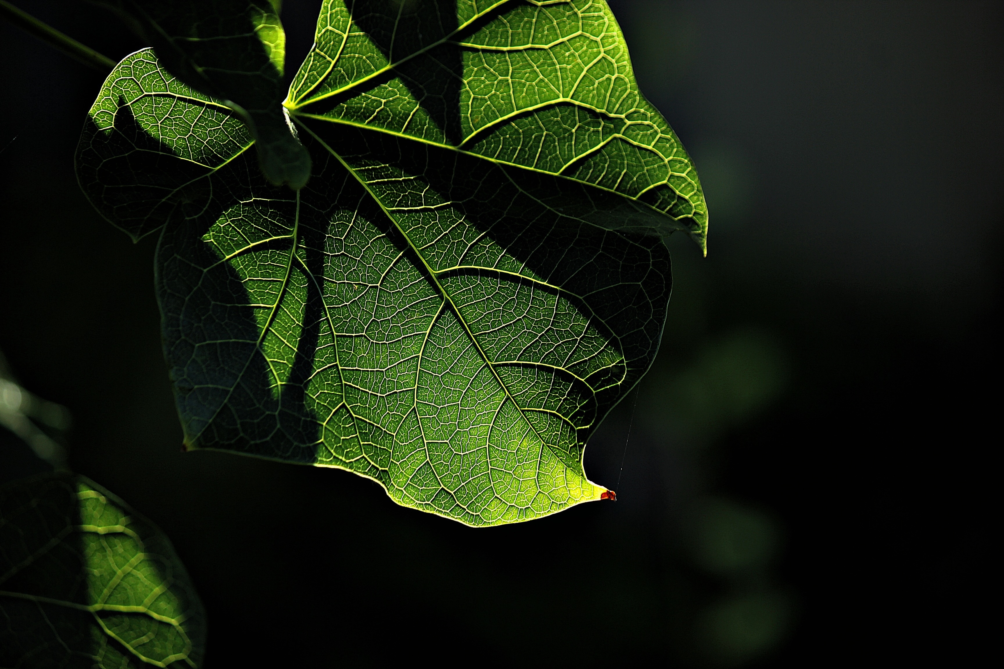 selective photography of green leaf plant