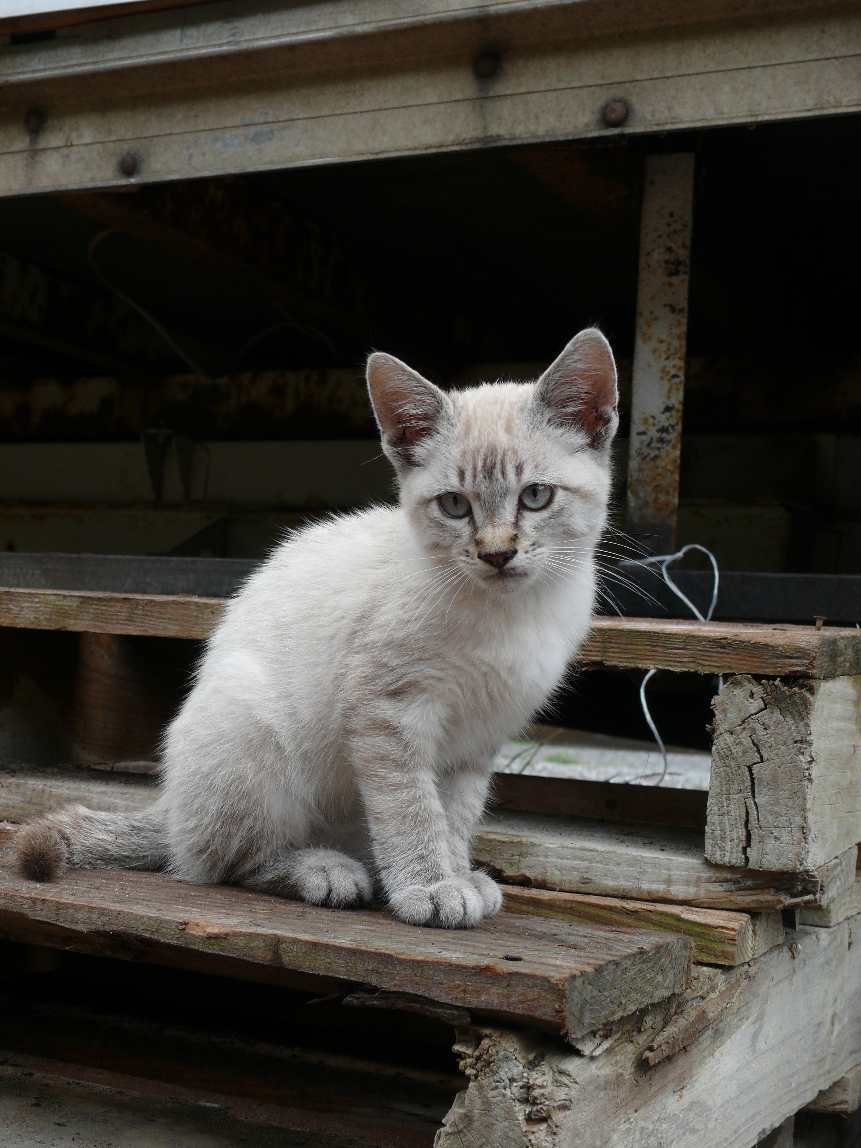white tabby kitten