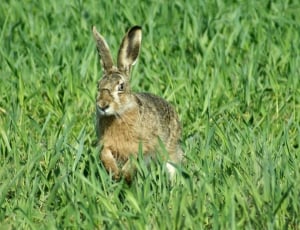 Easter, Animals, Spring, Hare, grass, one animal thumbnail