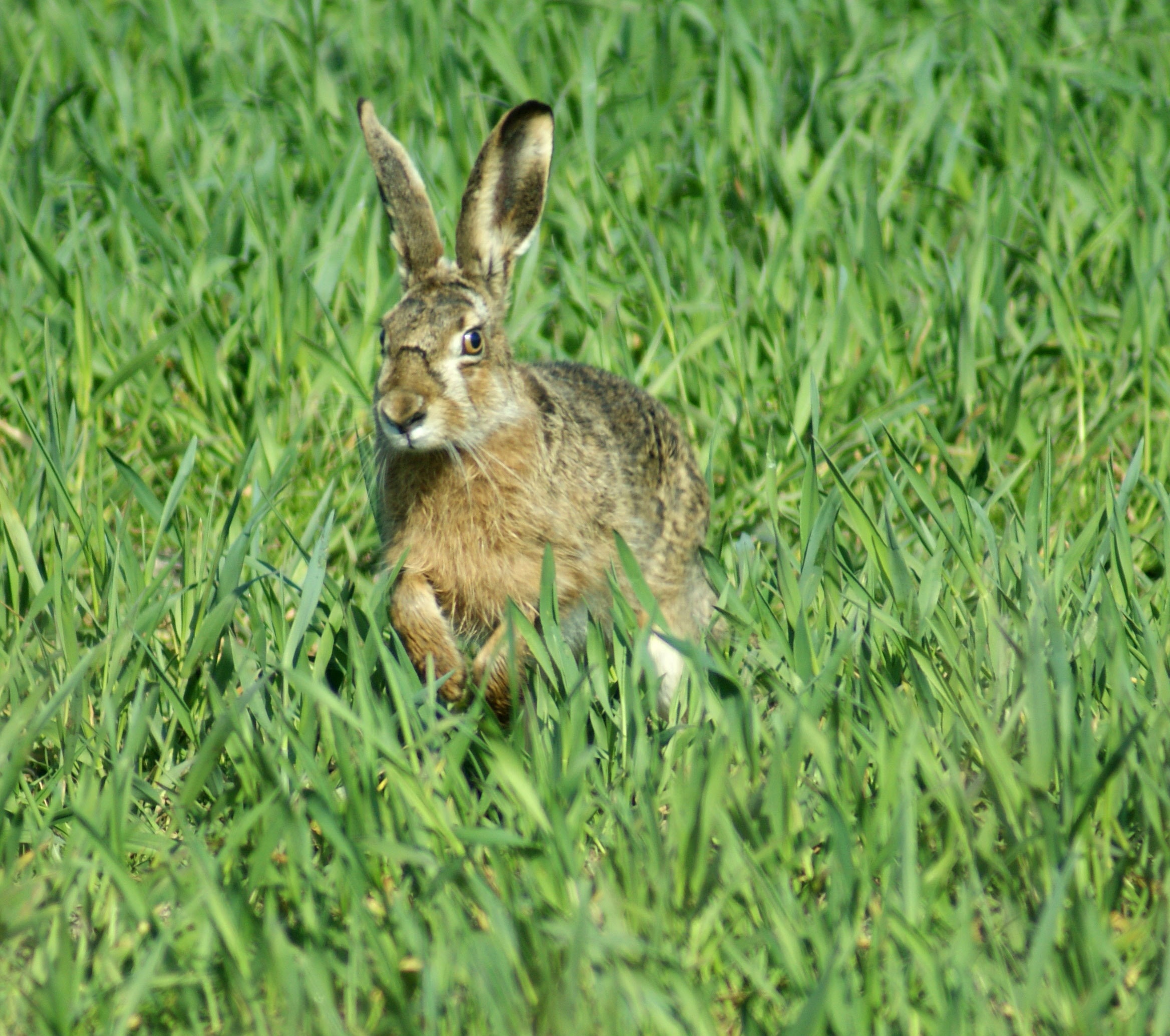 Easter, Animals, Spring, Hare, grass, one animal