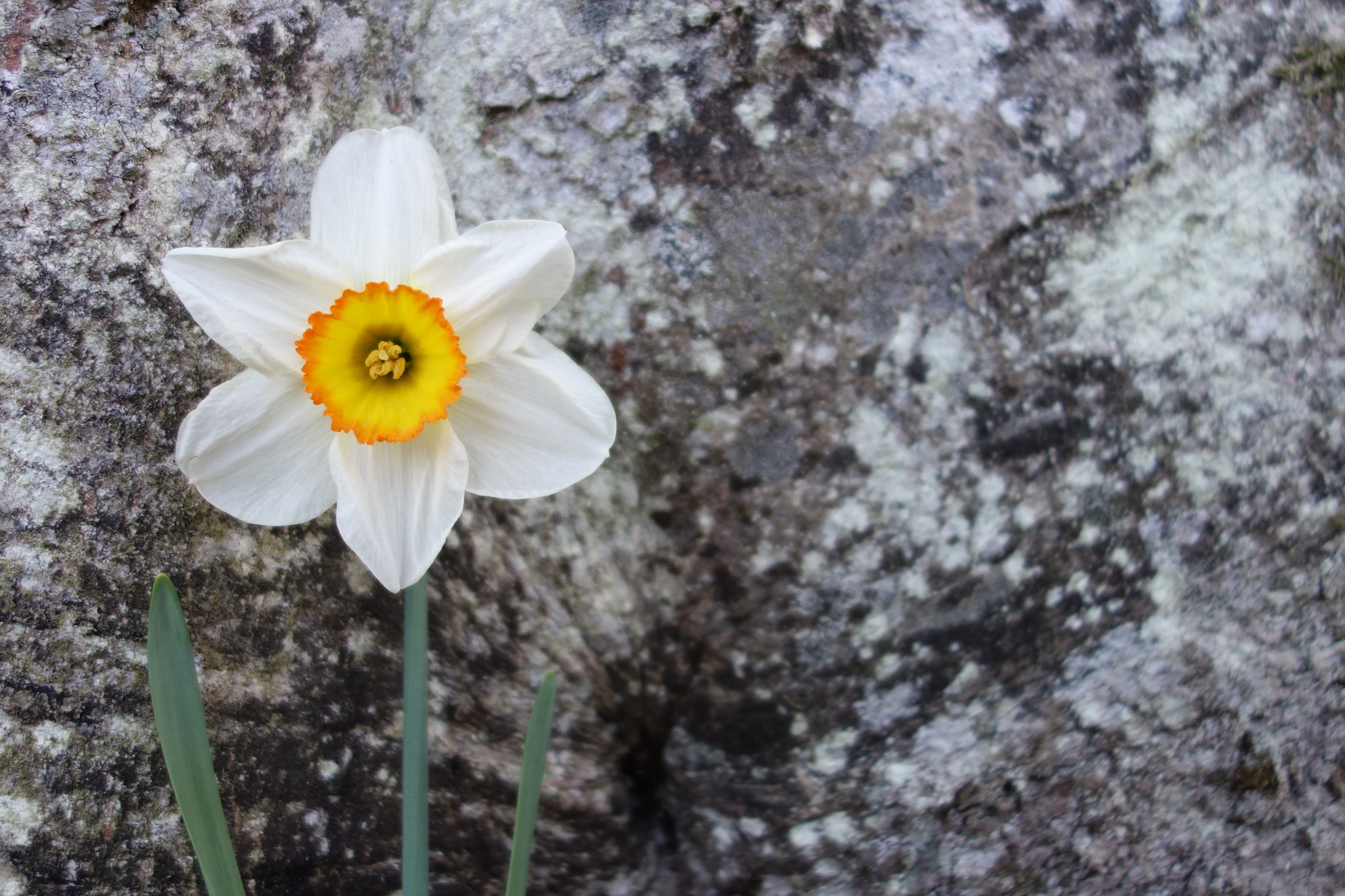 3840x2160 wallpaper | white yellow daffodil flower | Peakpx