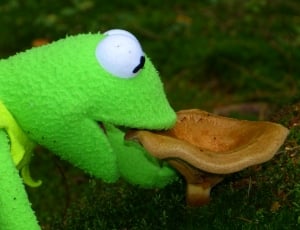 Kermit the Frog and brown mushroom thumbnail