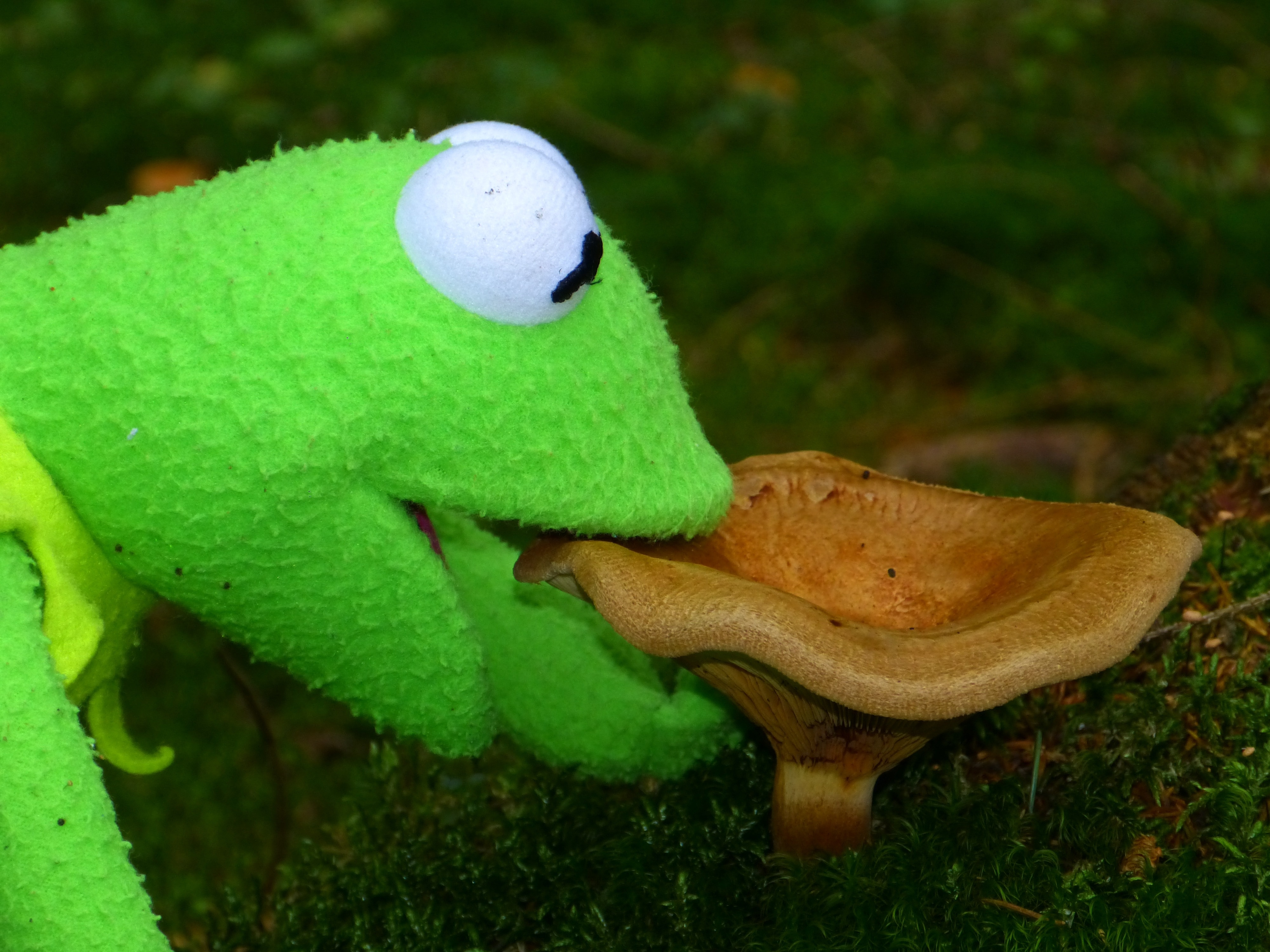 Kermit the Frog and brown mushroom