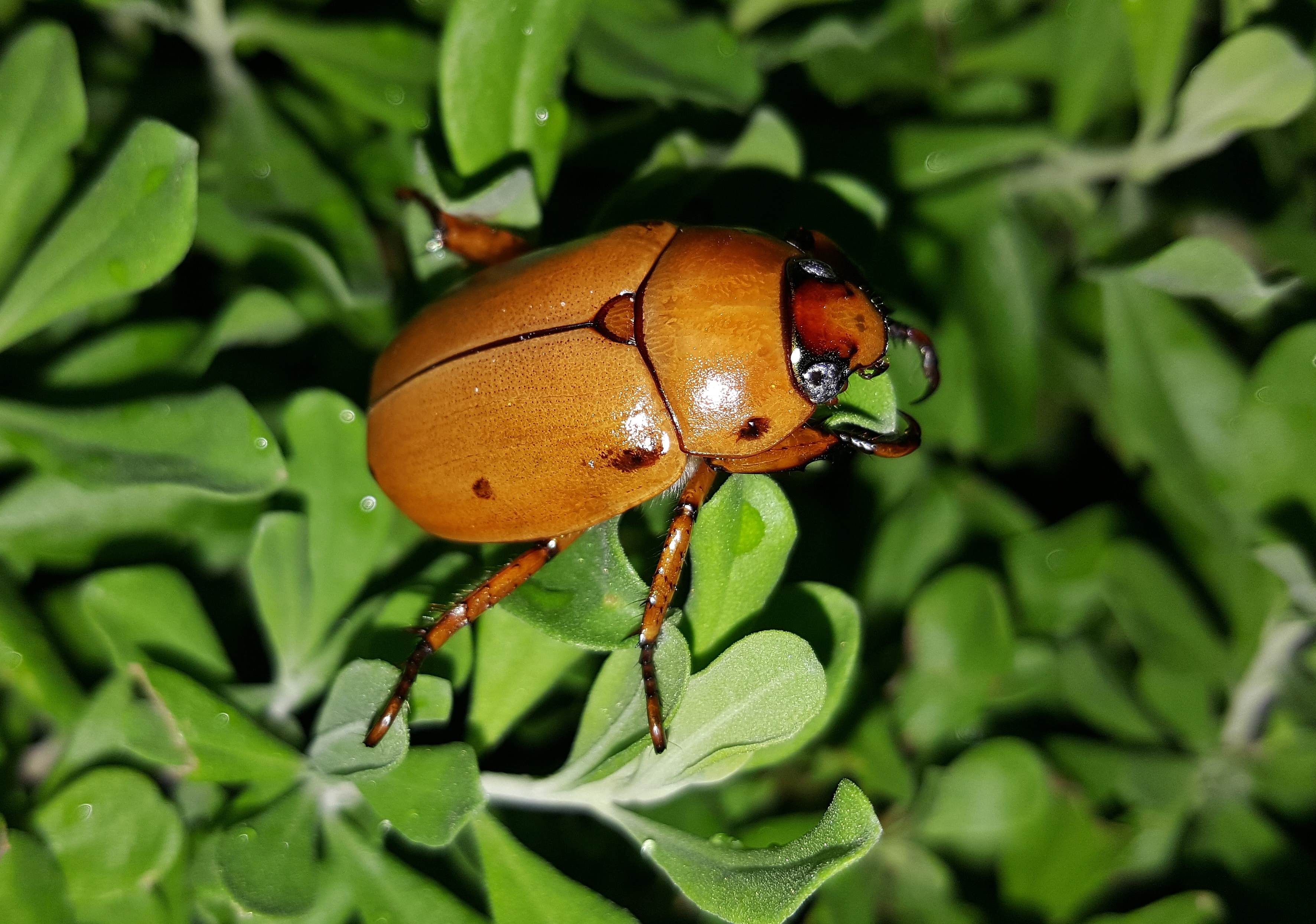 "brown beetle" image online crop.